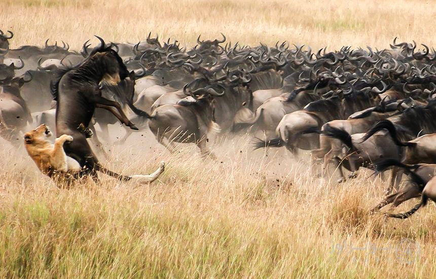 autumn in africa and the beginning of animal migration